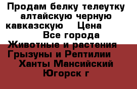 Продам белку телеутку алтайскую,черную кавказскую. › Цена ­ 5 000 - Все города Животные и растения » Грызуны и Рептилии   . Ханты-Мансийский,Югорск г.